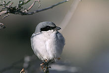 Loggerhead Shrike with normal plumage