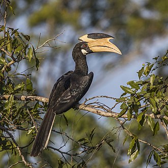 Malabar pied hornbill