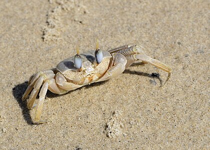 Ocypode cursor (Tufted Ghost Crab)