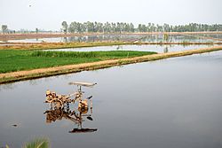 Rice paddy in the Mekong River Delta.