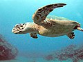 Baot Hawksbill