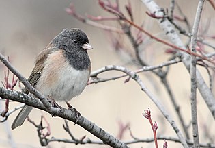 Junco hyemalis, Kelowna