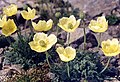 Papaver nudicaule