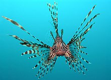 The ornate lionfish as seen from a head-on view