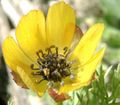 Adonis microcarpa