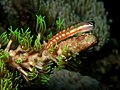 Image 57Australian blenny (from Coastal fish)