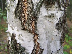 Aspect de l'écorce de Betula pendula, à la base du tronc.