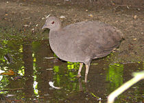 Cinereous tinamou