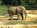 African forest elephant