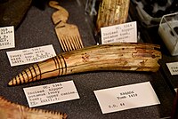 Incised hippopotamus ivory tusk, an upper canine with four holes around top, from Naqada Tomb 1419, Egypt, Naqada period, The Petrie Museum of Egyptian Archaeology, London