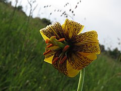 Lilium carniolicum - Stara planina