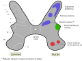 Rexed laminae groups the grey matter in the spinal cord according to its function.