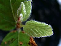 English: Terminal shoot of a 4 months old european beech