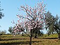 Floranta migdalarbo en Retamal de Llerena, suda Hispanio.