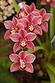 Cymbidium sp. (Boat Orchid)