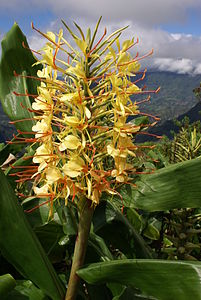 Hedychium gardnerianum (Kahili Ginger)