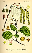 Illustration Alnus glutinosa0.jpg