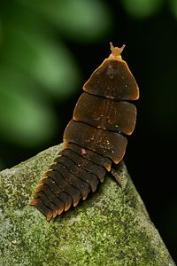 ♀ Lycidae sp. larva or larviform