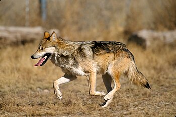 Mexican Wolf