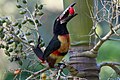 Collared Aracari (Pteroglossus torquatus)