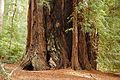 Sequoia sempervirens