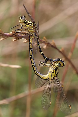 Dragonflies mating