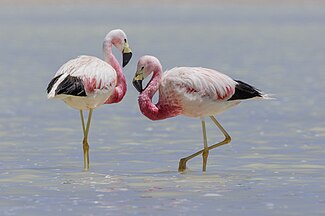 Andean flamingos (Phoenicoparrus andinus)