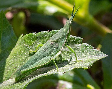 Atractomorpha crenulata (Tobacco Grasshopper)