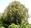 National tree of Sri Lanka