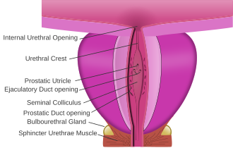 prostatic urethra