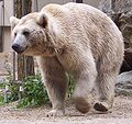 Szíriai barnamedve (Ursus arctos syriacus)