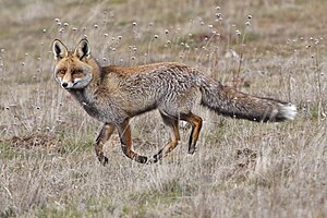 Ruĝa vulpo vulpes vulpes