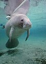 West Indian Manatee