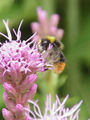 Liatris spicata