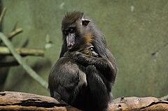 Mandrill