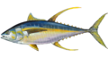 yellowfin tuna