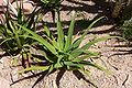 أغاف رقيق (Agave araignée)