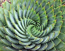 螺旋：多叶芦荟（Aloe polyphylla）的叶序