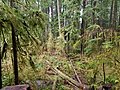 Forest with tall soggy trees and a bunch of moss and ferns