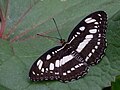 Common Sergeant dorsal view