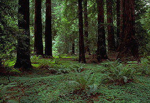 Muir Woods, California