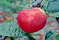 Melba growing on tree