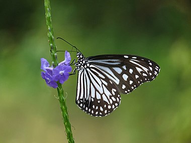 Parantica aglea