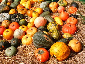 pumpkins (Cucurbita)