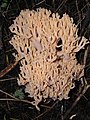 Ramaria obtusissima