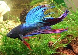 Betta splendens