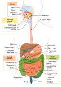 Diagrama del sistema digestiu. Mariana Ruiz Villarreal (LadyofHats) 2006