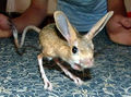 four-toed jerboa