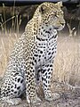 Panthera pardus (Leopard)