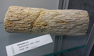 Fossile de stipe du genre Palmoxylon (Cénozoïque inférieur).